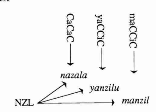 évolution morphologique